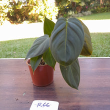 Load image into Gallery viewer, #R66 Philodendron Melanochrysum x Sharoniae