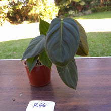Load image into Gallery viewer, #R66 Philodendron Melanochrysum x Sharoniae