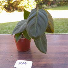 Load image into Gallery viewer, #R66 Philodendron Melanochrysum x Sharoniae