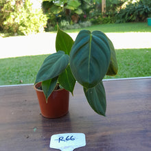 Load image into Gallery viewer, #R66 Philodendron Melanochrysum x Sharoniae