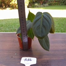 Load image into Gallery viewer, #R66 Philodendron Melanochrysum x Sharoniae