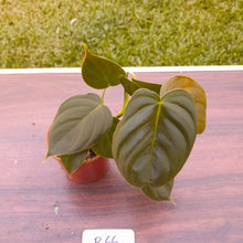 Load image into Gallery viewer, #R66 Philodendron Melanochrysum x Sharoniae