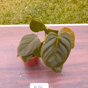 #R66 Philodendron Melanochrysum x Sharoniae