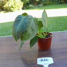 Load image into Gallery viewer, #R66 Philodendron Melanochrysum x Sharoniae