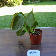 Load image into Gallery viewer, #R66 Philodendron Melanochrysum x Sharoniae