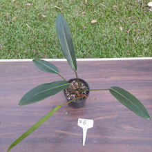 Load image into Gallery viewer, #R6 Philodendron Callosum