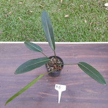 Load image into Gallery viewer, #R6 Philodendron Callosum
