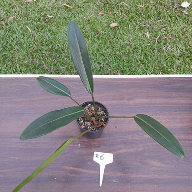 #R6 Philodendron Callosum