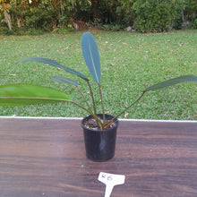 Load image into Gallery viewer, #R6 Philodendron Callosum