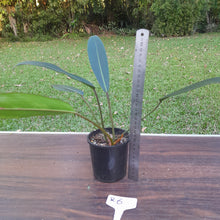 Load image into Gallery viewer, #R6 Philodendron Callosum