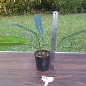 #R6 Philodendron Callosum