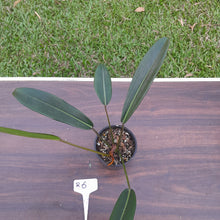 Load image into Gallery viewer, #R6 Philodendron Callosum