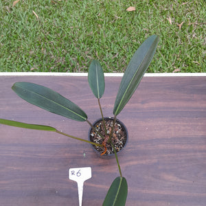 #R6 Philodendron Callosum