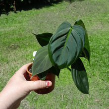 Load image into Gallery viewer, #R66 Philodendron Melanochrysum x Sharoniae