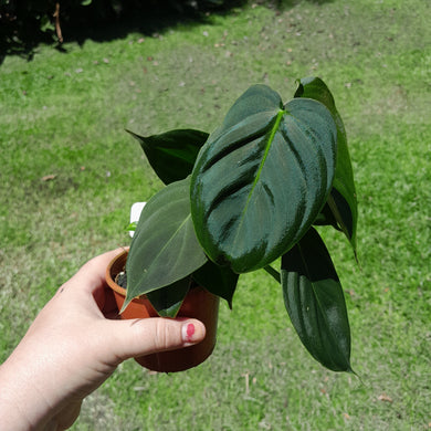#R66 Philodendron Melanochrysum x Sharoniae