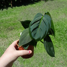 Load image into Gallery viewer, #R66 Philodendron Melanochrysum x Sharoniae