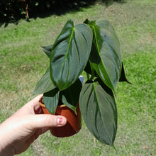 Load image into Gallery viewer, #R66 Philodendron Melanochrysum x Sharoniae