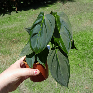 #R66 Philodendron Melanochrysum x Sharoniae