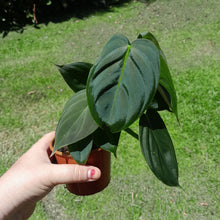 Load image into Gallery viewer, #R66 Philodendron Melanochrysum x Sharoniae
