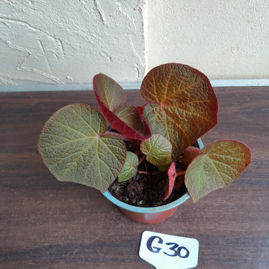 #G30 Begonia Yorkes Delight