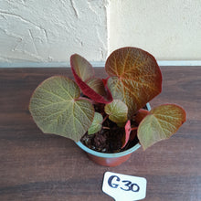 Load image into Gallery viewer, #G30 Begonia Yorkes Delight