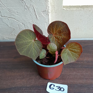 #G30 Begonia Yorkes Delight