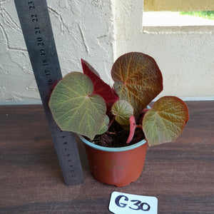 #G30 Begonia Yorkes Delight