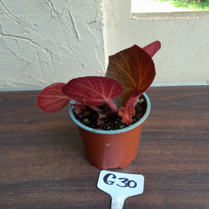 #G30 Begonia Yorkes Delight