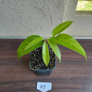 #43 Anthurium Digitatum