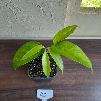 #43 Anthurium Digitatum