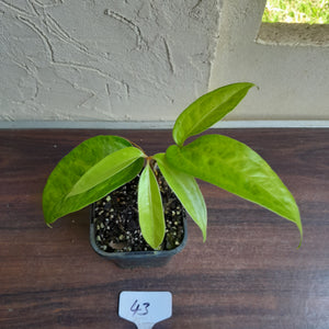 #43 Anthurium Digitatum