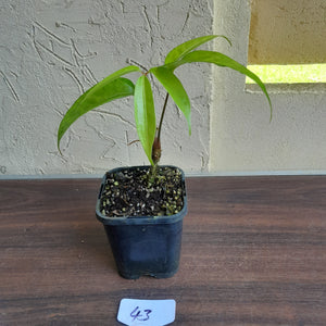 #43 Anthurium Digitatum