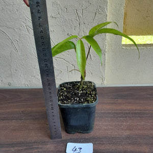 #43 Anthurium Digitatum