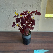 Load image into Gallery viewer, #158 Oxalis Hedysaroides / Fire Fern