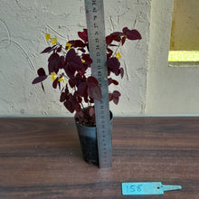 Load image into Gallery viewer, #158 Oxalis Hedysaroides / Fire Fern