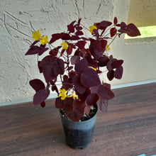Load image into Gallery viewer, #158 Oxalis Hedysaroides / Fire Fern