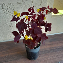 Load image into Gallery viewer, #158 Oxalis Hedysaroides / Fire Fern