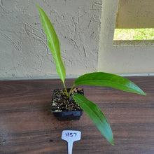 Load image into Gallery viewer, #H57 Anthurium Pseudospectabile x