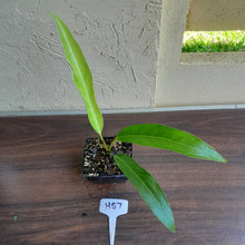 Load image into Gallery viewer, #H57 Anthurium Pseudospectabile x