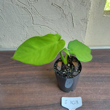 Load image into Gallery viewer, #i103 Syngonium Chiapense