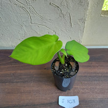 Load image into Gallery viewer, #i103 Syngonium Chiapense