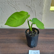 Load image into Gallery viewer, #i103 Syngonium Chiapense