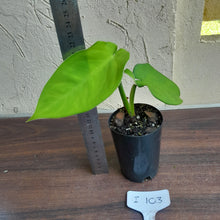 Load image into Gallery viewer, #i103 Syngonium Chiapense