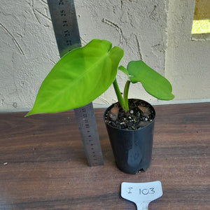 #i103 Syngonium Chiapense