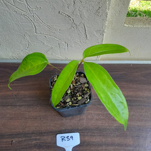 #R39 Anthurium Digitatum