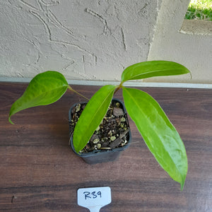 #R39 Anthurium Digitatum