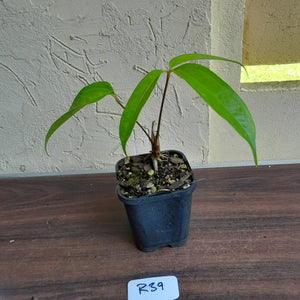 #R39 Anthurium Digitatum