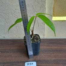 Load image into Gallery viewer, #R39 Anthurium Digitatum