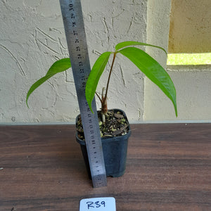 #R39 Anthurium Digitatum