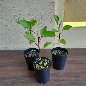 1 x Rosella Hibiscus Sabdariffa Seedling